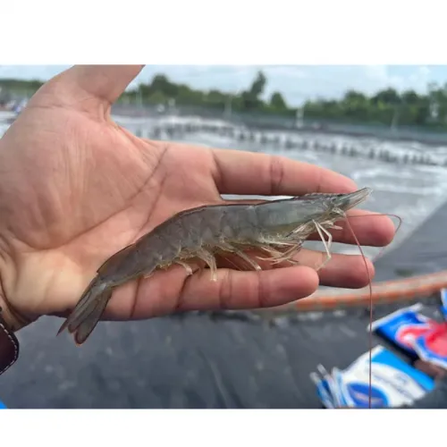 Memahami Dampak Nitrit pada Udang Vaname