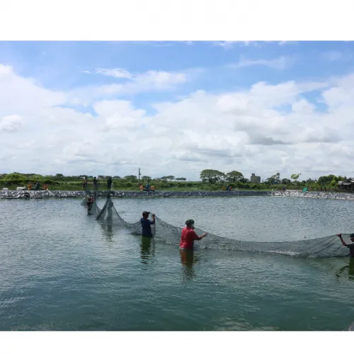 Tips Praktis Membuat Air Tambak Hijau Kecoklatan