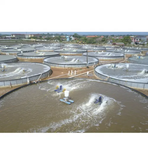 Cara Lengkap Budidaya Udang Vaname di Kolam Terpal Bundar