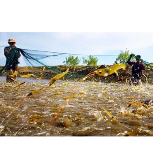 Cara Menghitung Padat Tebar Udang Vaname pada Berbagai Sistem Budidaya