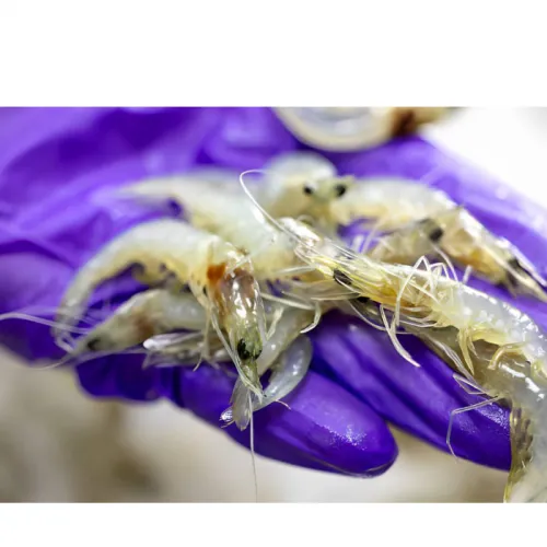 Penyebab Udang Vaname Lambat Besar dan Tips Mengatasinya