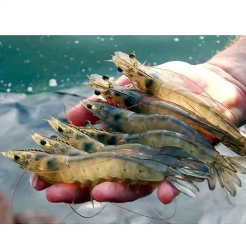 Pentingnya Kalkulasi FCR dan Cara Menghitungnya