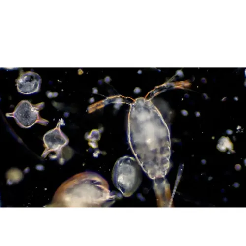 Plankton di Tambak Udang: Jenis, Peran, dan Pengaruhnya