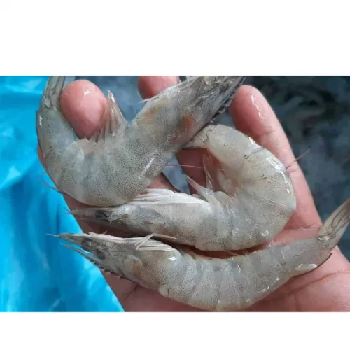 Penyebab Udang Vaname Stres dan Tips Menanganinya