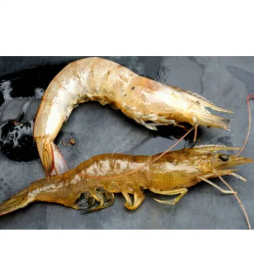 Memahami Penyebab Udang Mati Mendadak & Mitigasinya