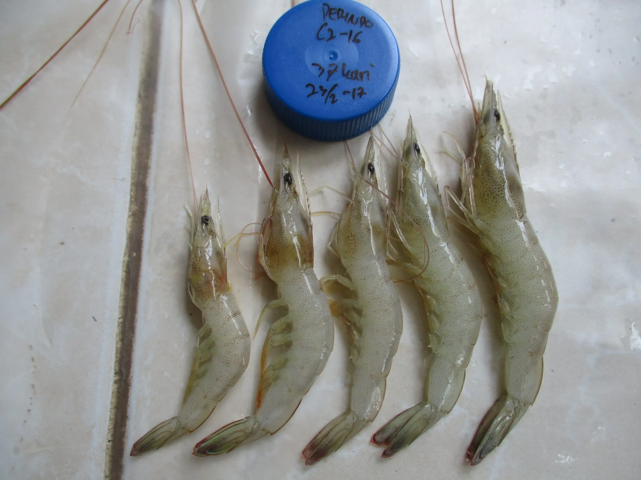 Mengenal Ciri Penyakit EHP dan Pengendaliannya di Tambak