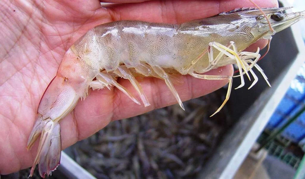 Ciri-ciri Penyakit Myo (IMNV) pada Udang dan Cara Mengatasinya