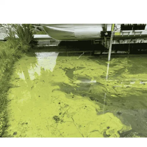 Cara Cegah Blooming Algae di Tambak Udang, Waspadai Pertandanya!