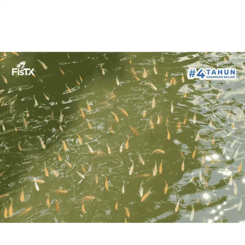 Pentingnya Oksigen Terlarut dalam Budidaya Ikan Nila