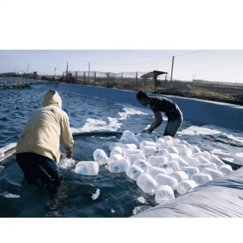 5 Tips Menghadapi Pancaroba pada Tambak Udang Vaname