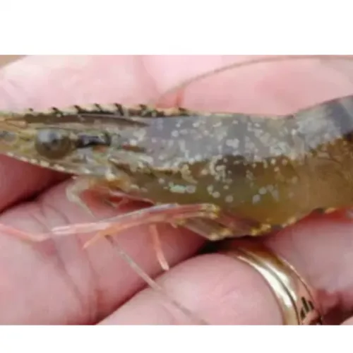 Ciri dan Penanganan Penyakit White Spot (WSSV) pada Udang Vaname