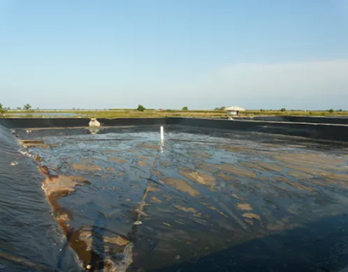 Memahami Pengaruh & Pengelolaan Lumpur Dasar Tambak Udang