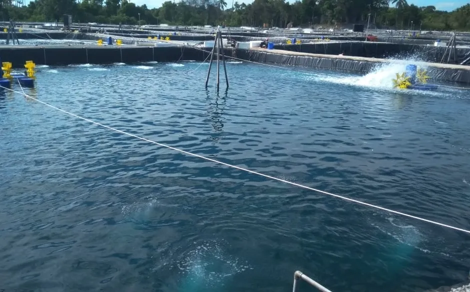 Air Tambak Terlalu Bening? Ini Penyebab dan Cara Mengatasinya!