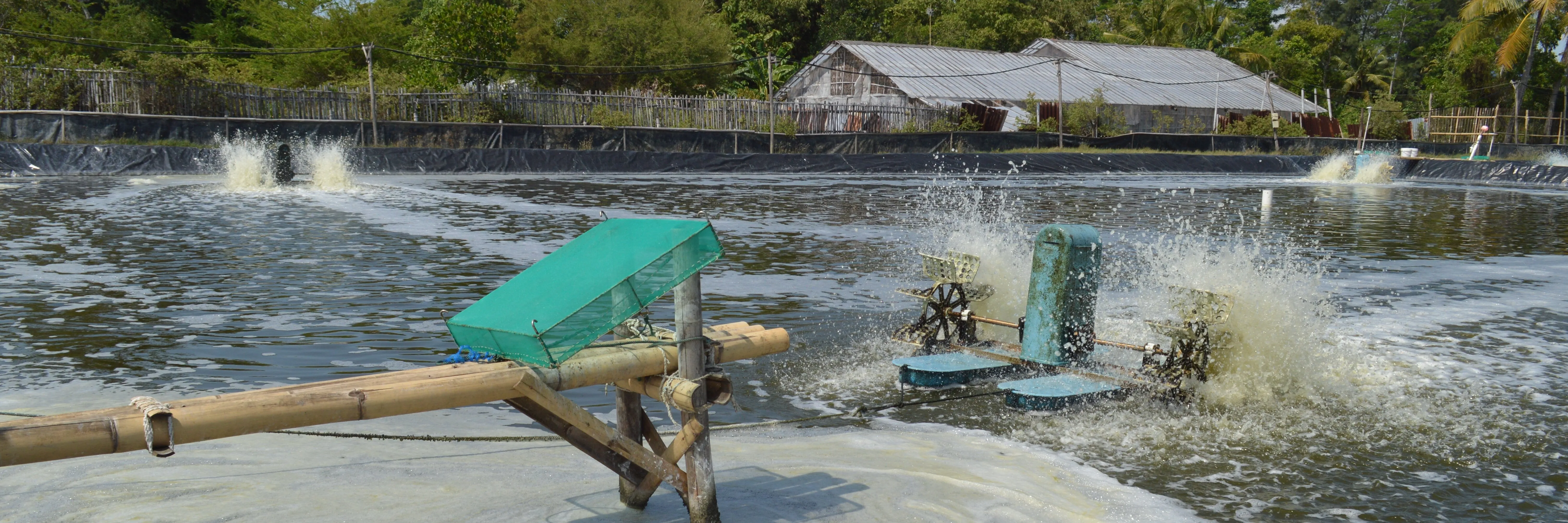 Cara Praktis Membasmi Hama di Tambak Udang