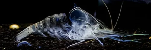 Ini 4 Cara Mengatasi Udang Gagal Molting