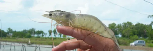 Cara Mudah Monitoring Penyakit Udang, Tingkatkan Profit Tambak