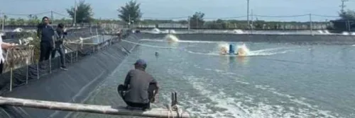 Ini Cara Tetapkan Jadwal Monitoring Kesehatan Udang