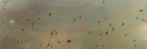 Tata Cara Lengkap Pembenihan Udang Vaname