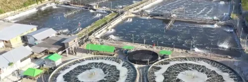 3 Langkah Menjaga Ekosistem Tambak Udang Agar Mikroba Lebih Stabil