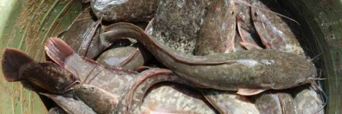 Cara Mudah Membedakan Induk Lele Jantan dan Betina