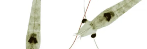 Rekomendasi 4 Pakan Benur Protein Tinggi untuk Nursery