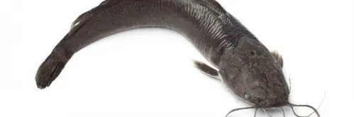 6 Jenis Ikan Lele Unggul & Cepat Besar untuk Budidaya