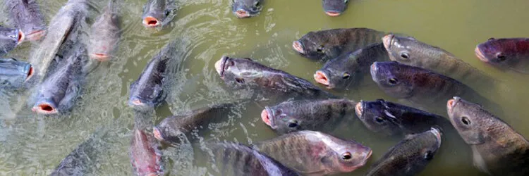6 Pilihan Pakan Alami Ikan Nila agar Cepat Besar