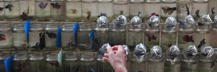 [Komplit] Cara Budidaya Ikan Cupang di Rumah untuk Pemula