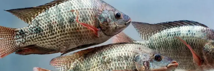 Masa Pembesaran Ikan Nila Sebaiknya Berapa Bulan?