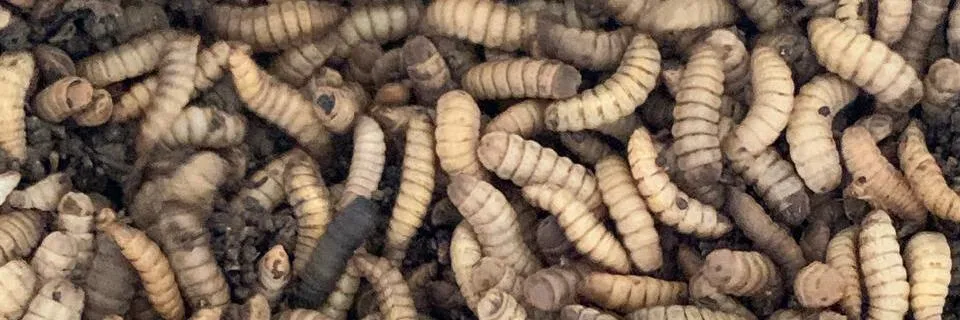 10 Jenis Pakan Alternatif Ikan Lele dan Tips Pembuatannya