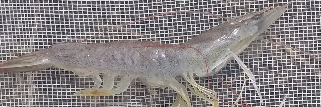 Cara Mengatasi Soft Shell Syndrome di Tambak Udang