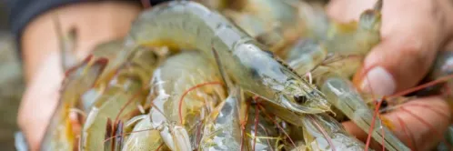 Cara Budidaya Udang Vaname dari Perencanaan sampai Panen