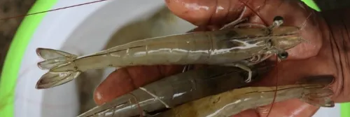 Cara Pemeliharaan Induk Udang Vaname Lengkap & Terkini