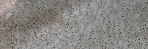 Tata Cara Pemeliharaan Larva Udang Vaname