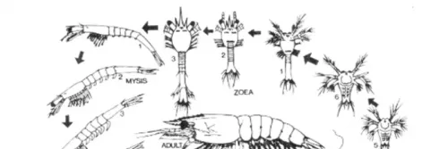 Siklus Hidup Udang Vaname Lengkap Beserta Gambarnya