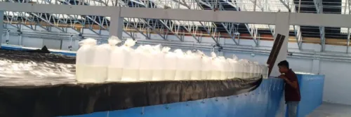 Mengenal Fungsi Hatchery Udang Vaname