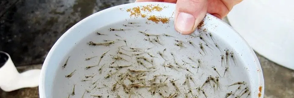 Perhatikan Ciri-ciri Benur yang Bagus dan Berkualitas Berikut Ini