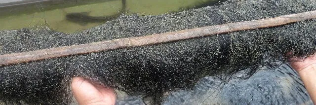 Cara Menetaskan Telur Lele: Cara & Tips Sukses