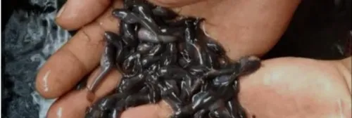 Cara Memelihara Benih Lele Lengkap sampai Panen