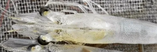 Berikut Cara Efektif Mengatasi AHPND pada Udang