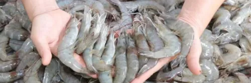 Ini 6 Cara Mempercepat Molting Udang Vaname