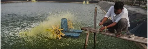 Cara Memilih Mineral Tambak Udang