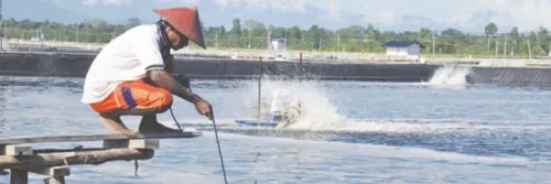 Dosis dan Cara Pemberian Probiotik pada Udang Vaname