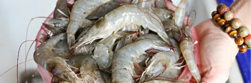 5 Produk Pilihan Vitamin Udang Vaname agar Cepat Besar