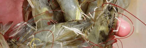 Kenali Penyakit EHP, Cara Pencegahan dan Pengobatan