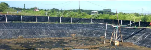 Cara Menghilangkan Amonia pada Dasar Tambak Udang