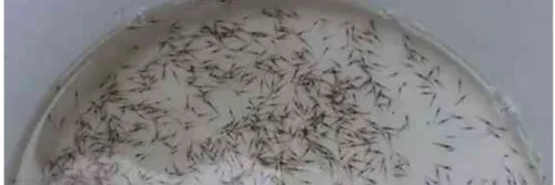 Cek Kesehatan Benur: Langkah Pemilihan Benur Udang yang Baik