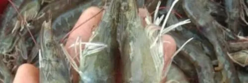 Jual Probiotik Tambak Udang Terlengkap