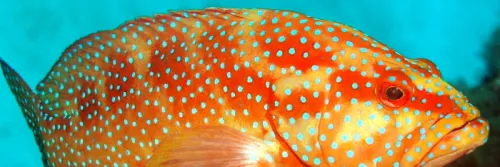 Jual Pakan Ikan Laut Grosir