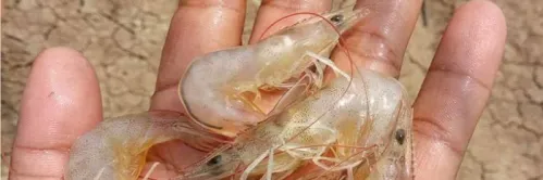 Berdampak Fatal, Begini Ciri-ciri Udang Kurang Mineral